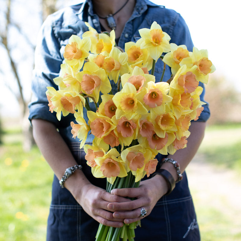 Narcissus Tom Pouce – Floret Library