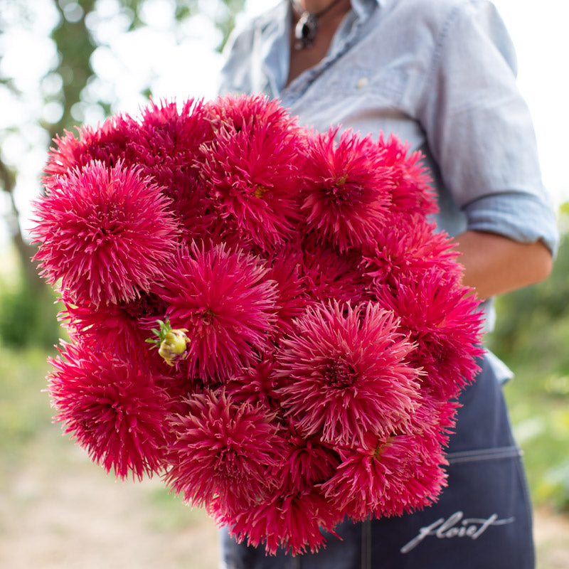 Dahlia AC Thornbird – Floret Library