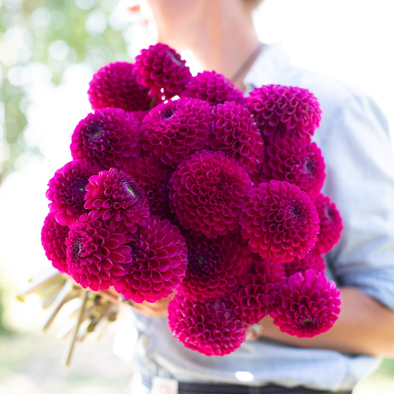 その他 DAHLIA Dahlia Addison June – Floret Library