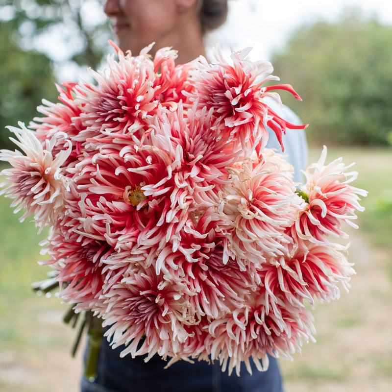 Dahlia Alauna Pochette Surprise – Floret Library