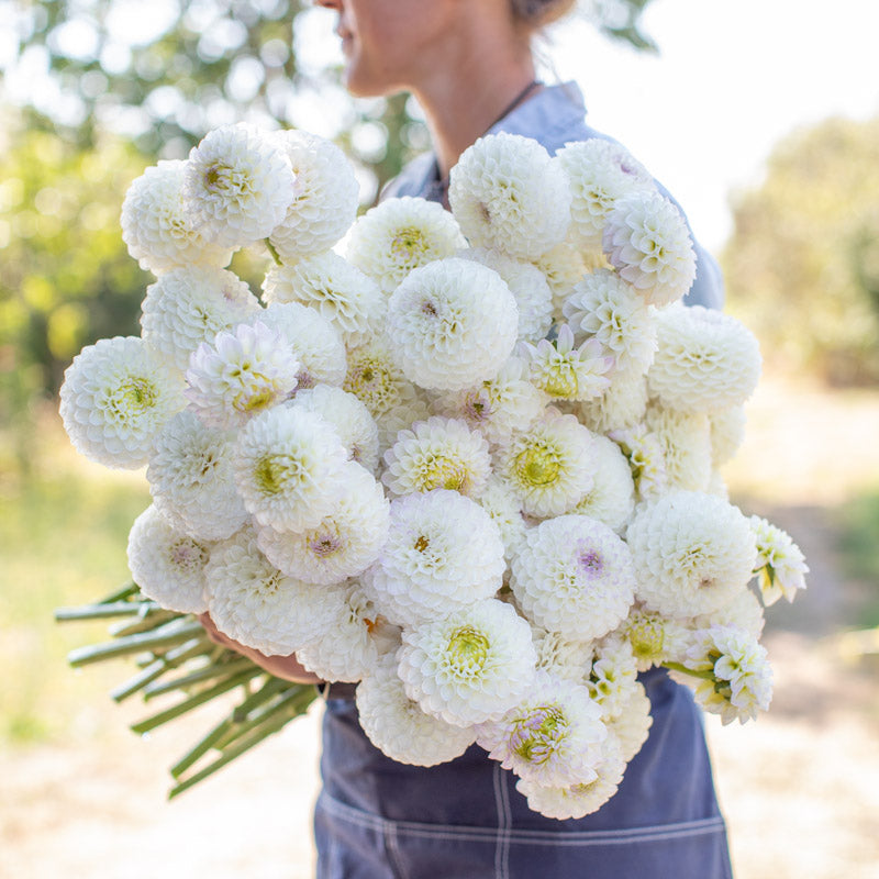 Dahlia Andrea Lawson – Floret Library