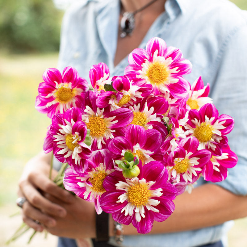 Dahlia Apopa Beauty – Floret Library