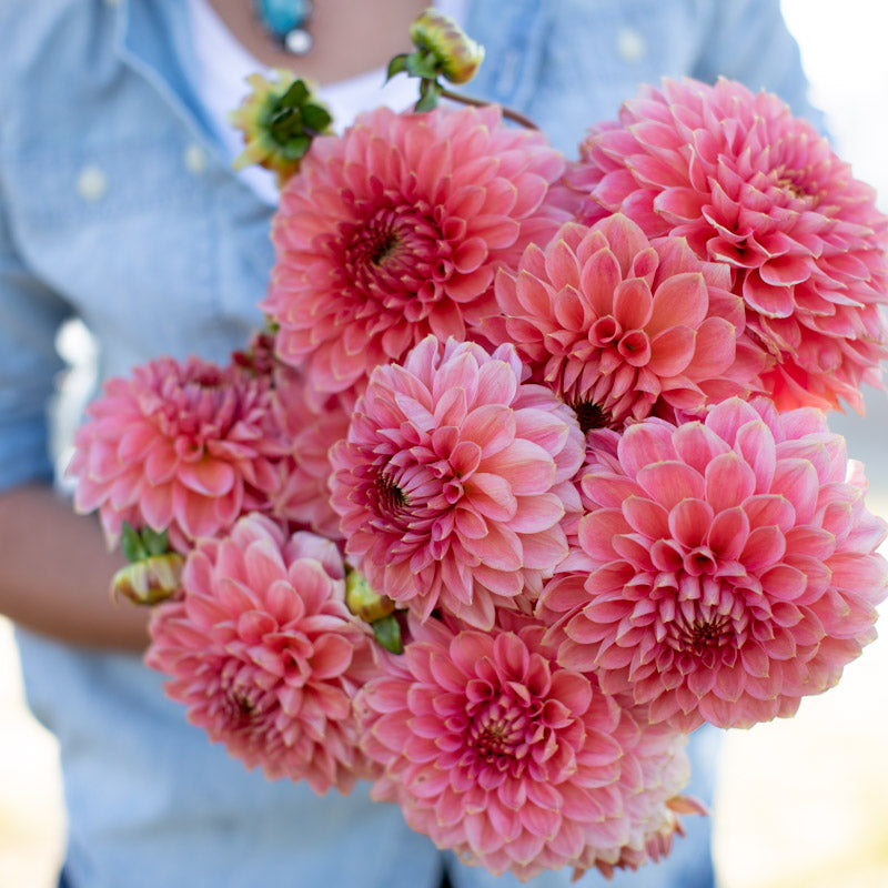 Dahlia Askwith Minnie – Floret Library