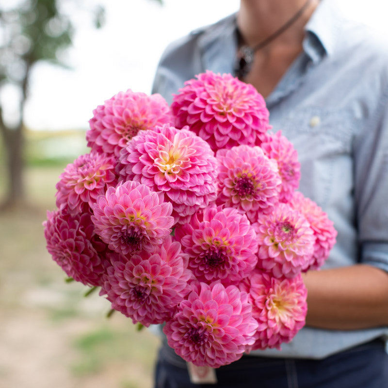 Dahlia Barbarry Banker – Floret Library