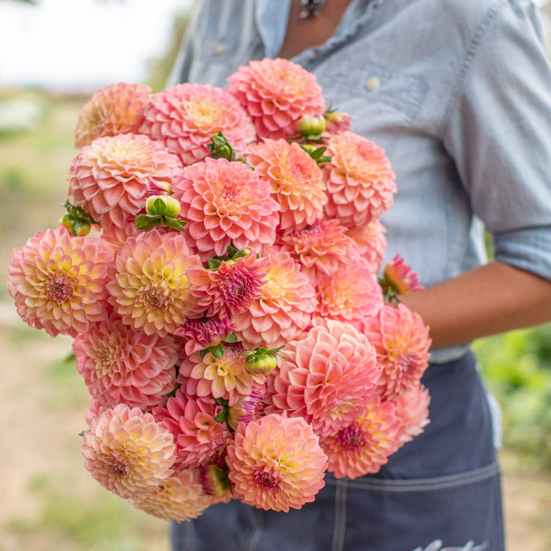 Dahlia Bernadette Castro – Floret Library