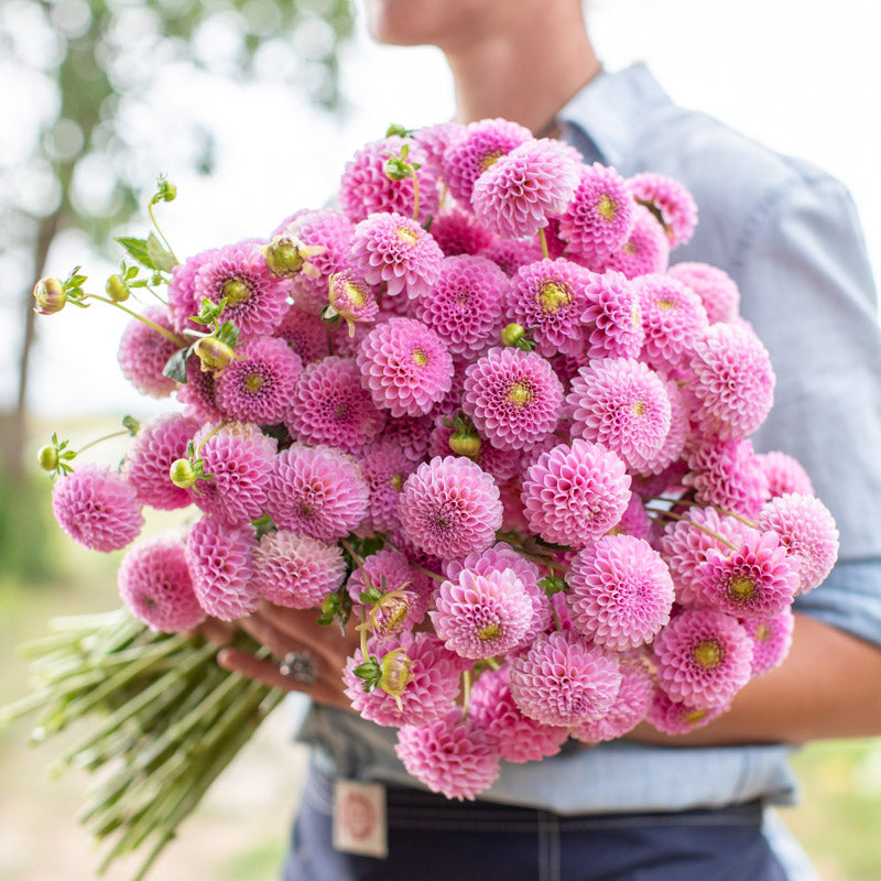 Dahlia Betty Anne – Floret Library