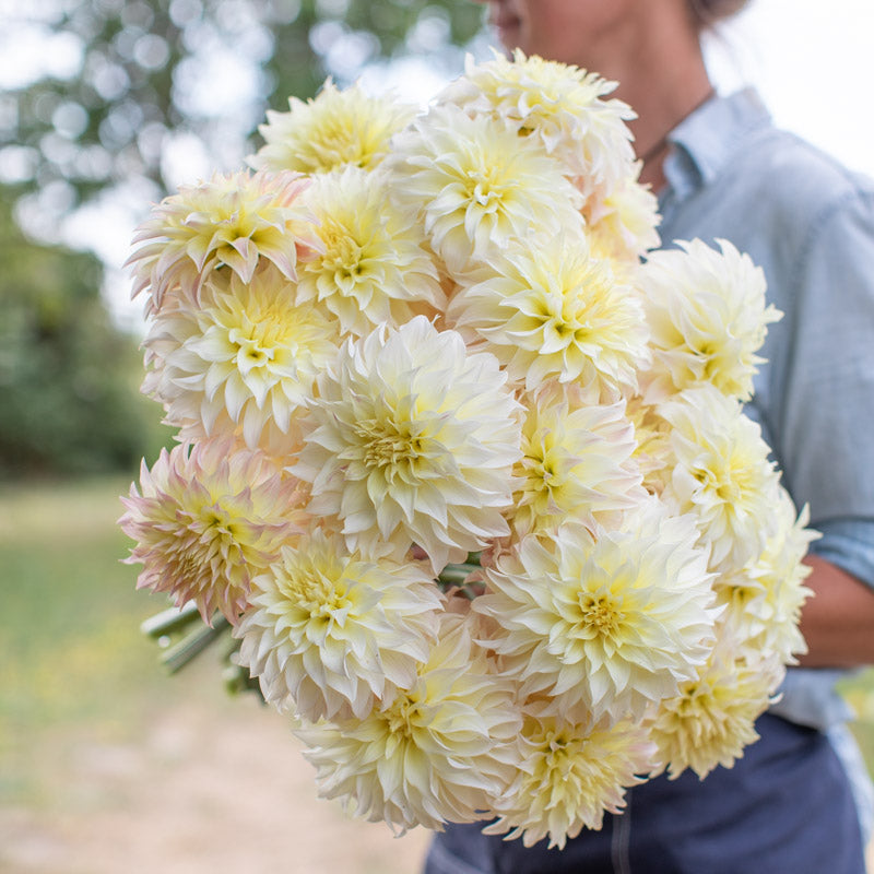 Dahlia Bloomquist Butter Cream Floret Library