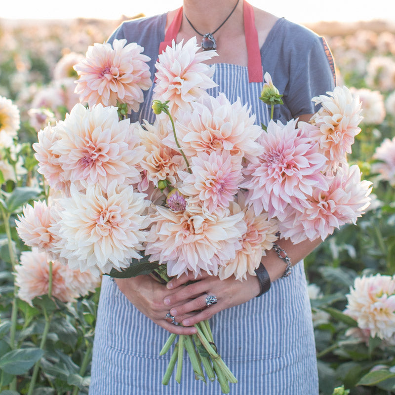 dahlia seeds cafe au lait Dahlia Café au Lait – Floret Library