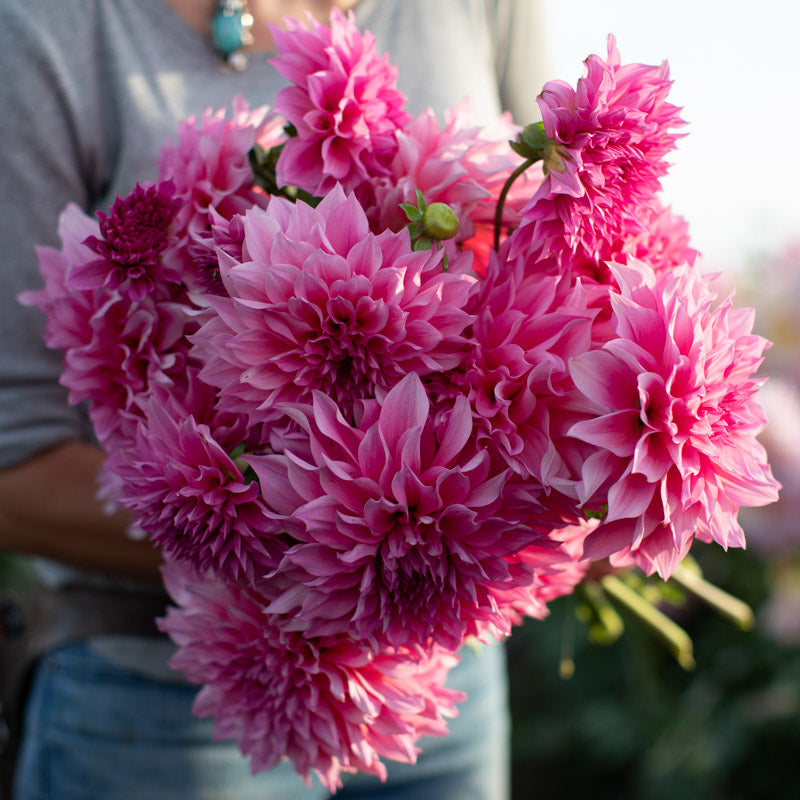 dahlia seeds cafe au lait Dahlia Café au Lait Rose – Floret Library