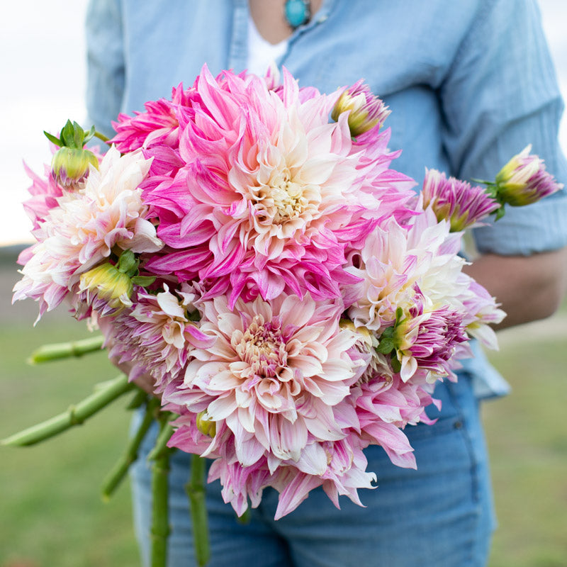 dahlia seeds cafe au lait Dahlia Café au Lait Royal – Floret Library