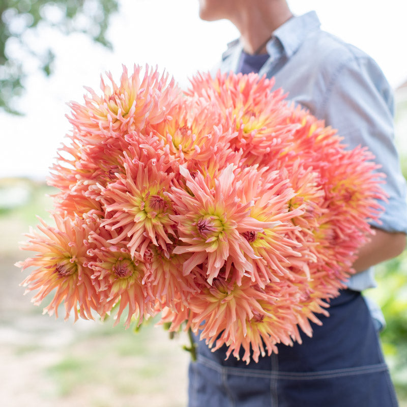 Floret-library-dahlia-camano-