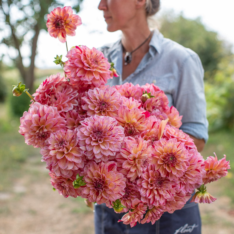 Dahlia Carmen Fiesta – Floret Library