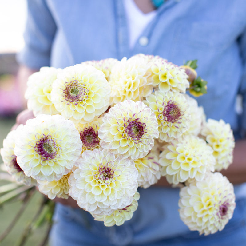 Dahlia Cherish – Floret Library