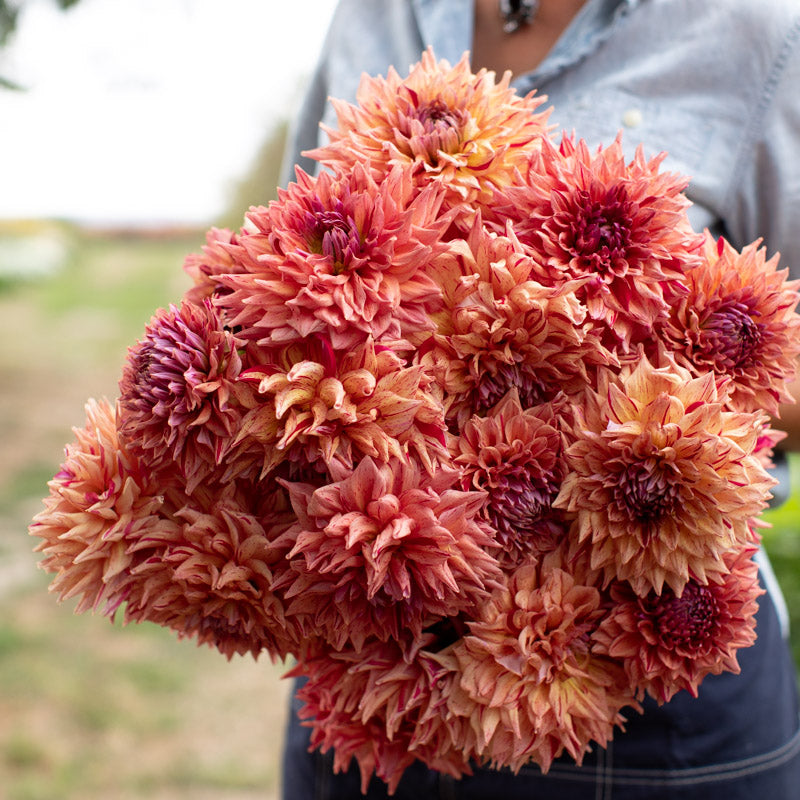 Floret-library-dahlia-ciaboss-