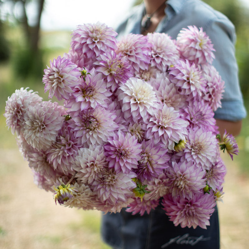 Dahlia Clearview Debby – Floret Library