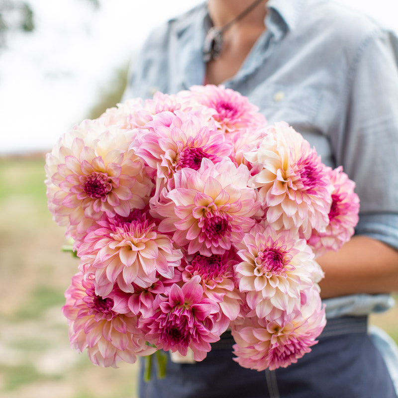 Dahlia Clifton Jordi – Floret Library