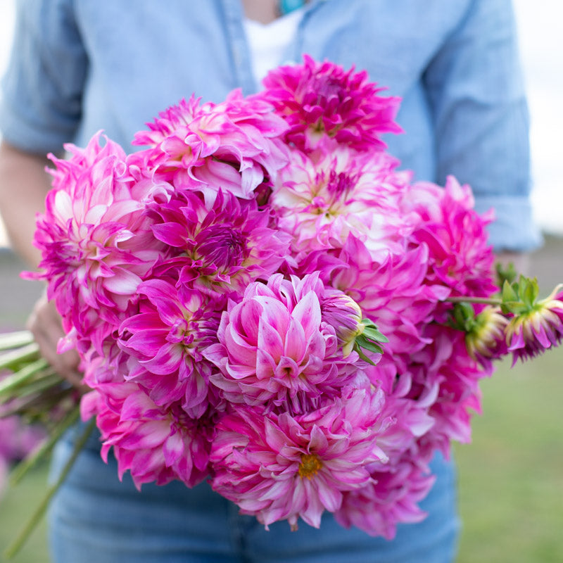 その他 DAHLIA Amazon.co.jp: DAHLIA: ミュージック