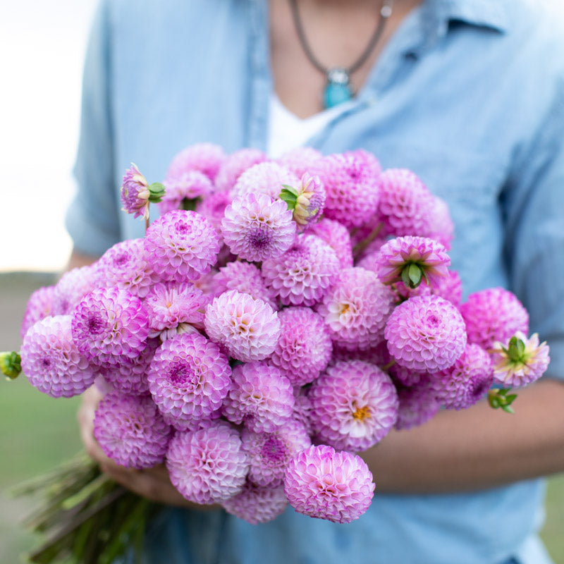 Dahlia Crazy 4 Chris – Floret Library