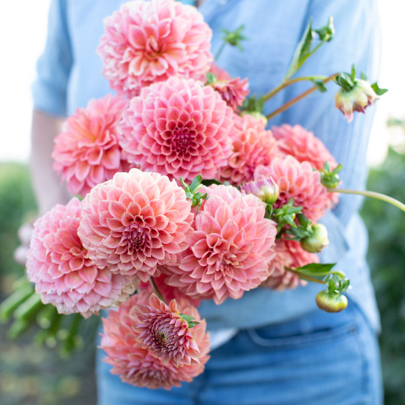 Dahlia Crazy 4 Don – Floret Library