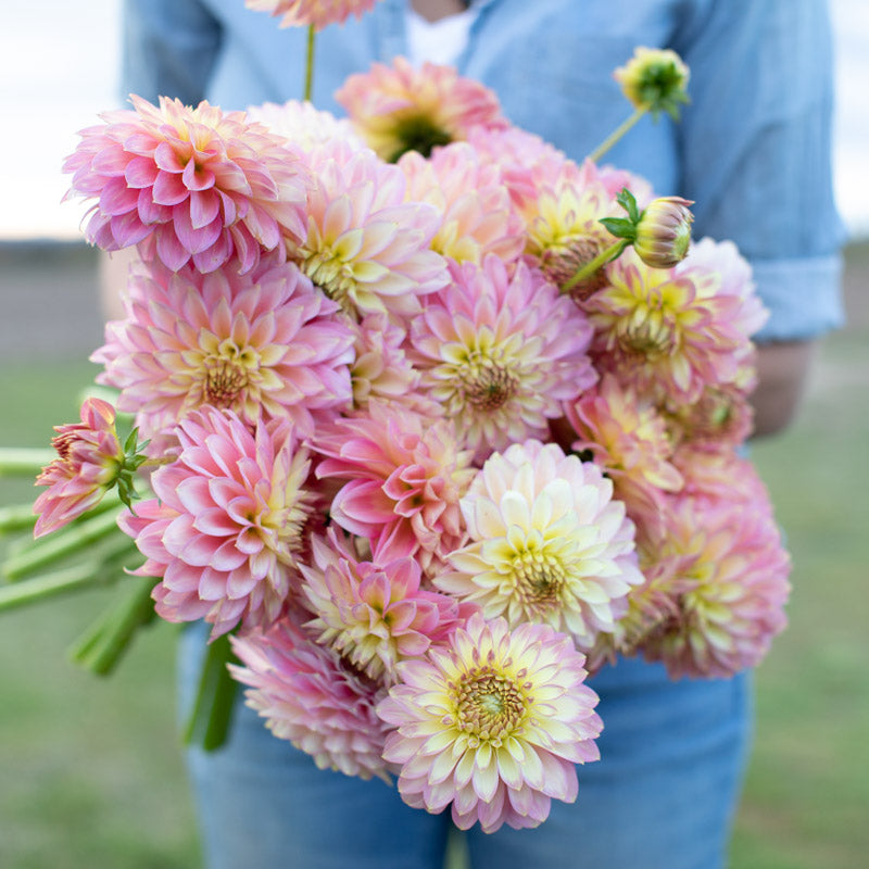 Dahlia Crazy 4 Teedy – Floret Library