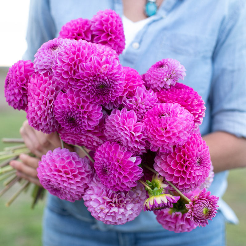 Dahlia Crazy 4 Yvonne – Floret Library