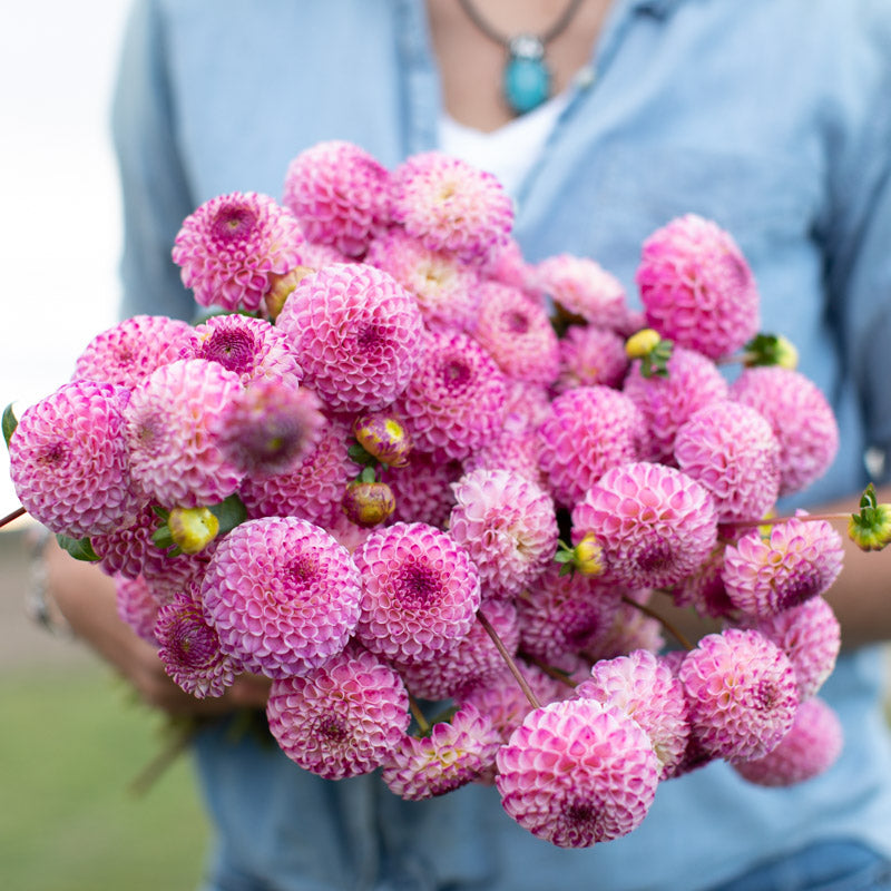 Dahlia Crazy Cleere's – Floret Library