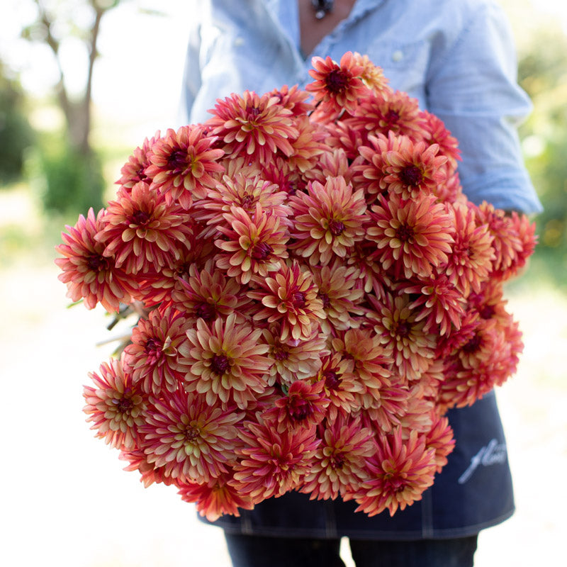 Dahlia Crazy Legs – Floret Library