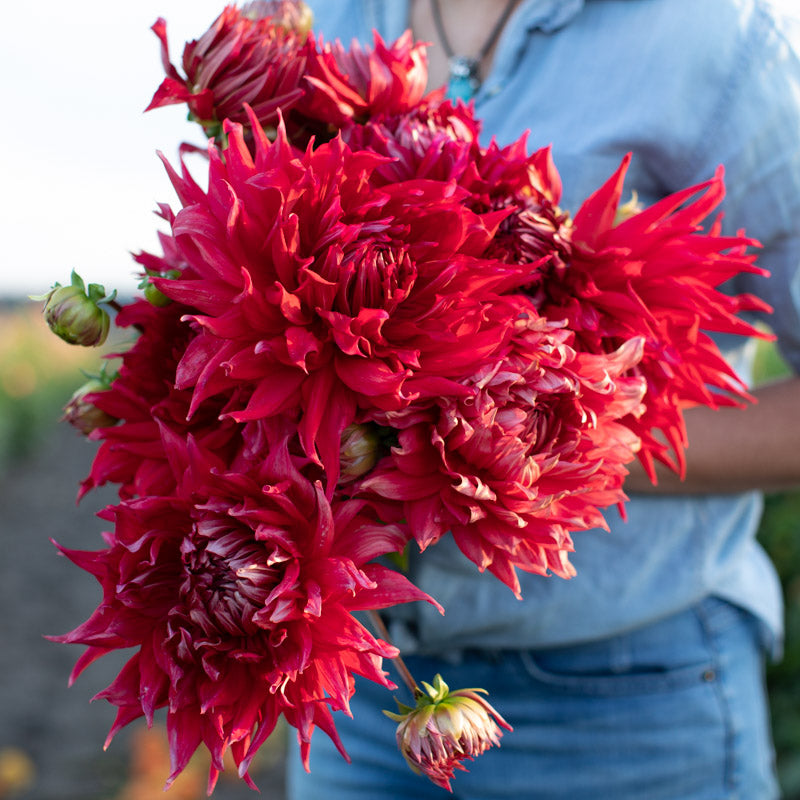 Dahlia Creve Coeur Floret Library