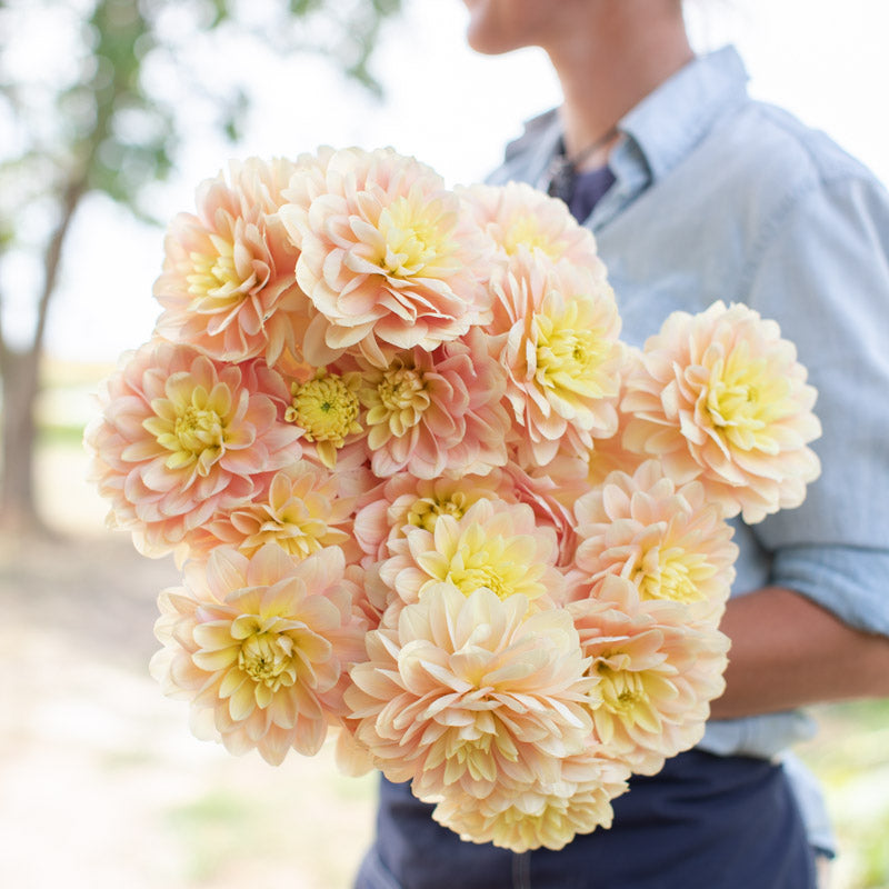 Dahlia Day Dreamer – Floret Library