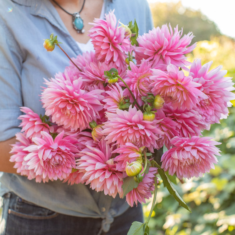 Dahlia Gay Princess – Floret Library