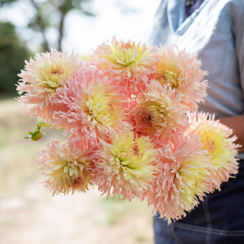 Dahlia Hapet Champagne – Floret Library