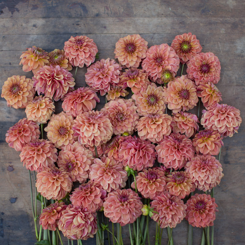 where to plant ice tear seed Dahlia Ice Tea – Floret Library
