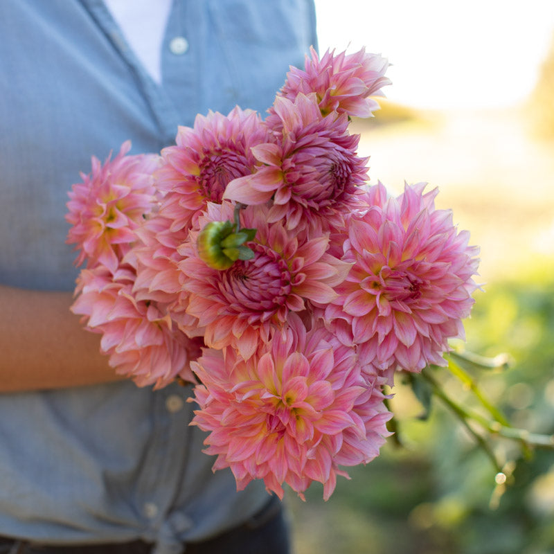Dahlia Jenny Marie – Floret Library