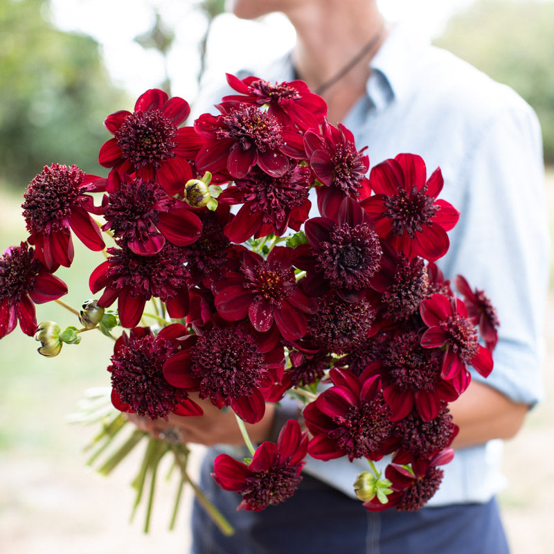 Floret-library-dahlia-