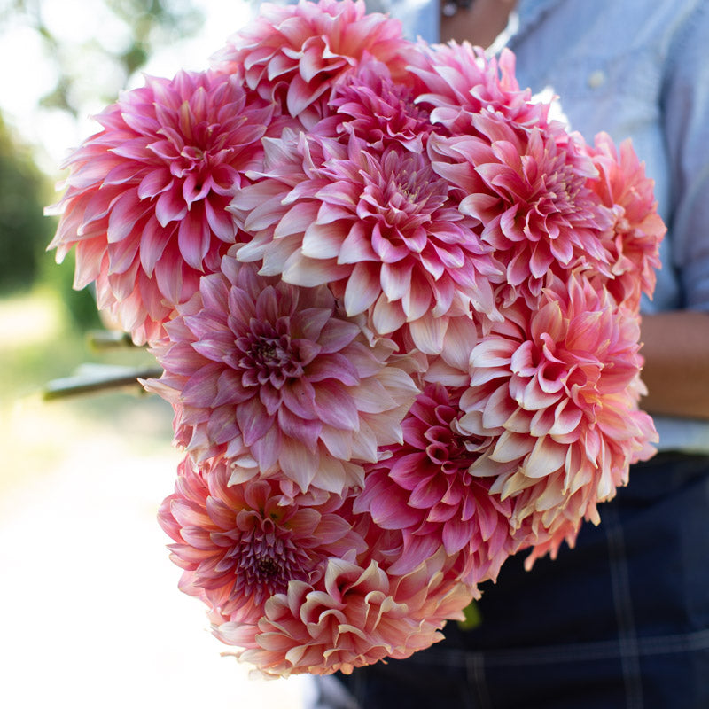 Dahlia Kenora Lisa – Floret Library
