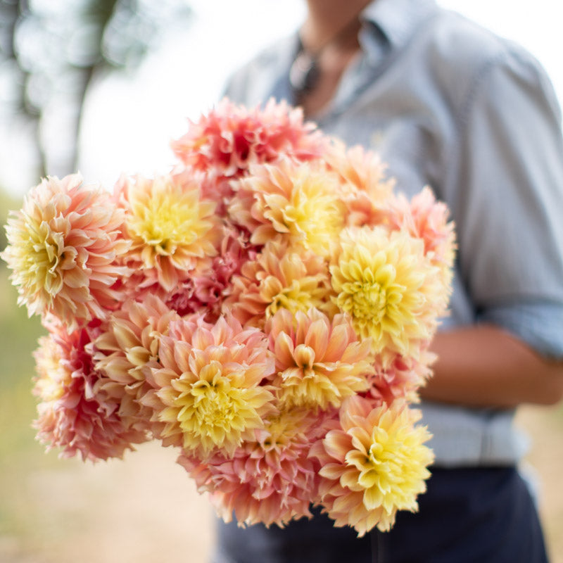 P.Fubuki（OC） pup from 晴花plants Fubuki Mixture Dahlias | Tulip World | 24202