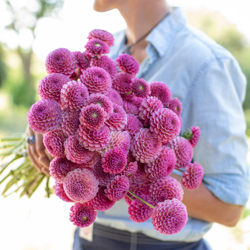 Dahlia Koko Puff – Floret Library