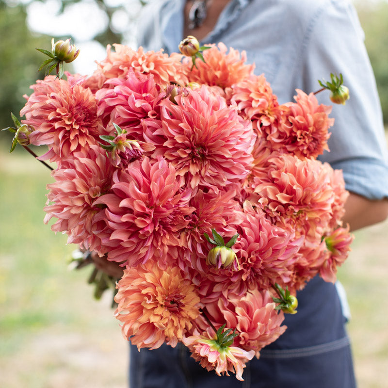 レディースウェア Dahlia Dahlia Lakeview Storm – Floret Library