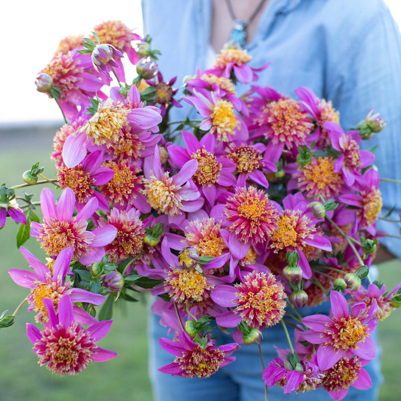 Dahlia Mexico Floret Library