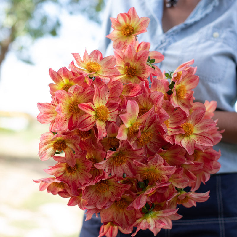 dahlia moonfire seeds Dahlia Moonfire – Floret Library