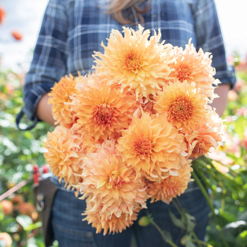 Dahlia Ms Lisa – Floret Library