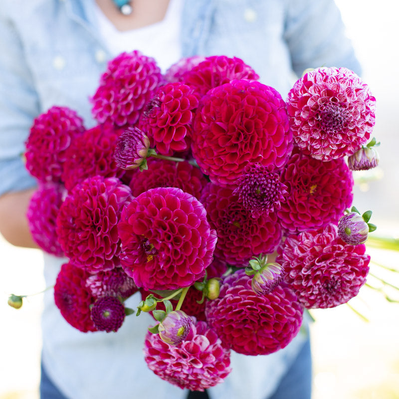 Dahlia Ms Zelda – Floret Library