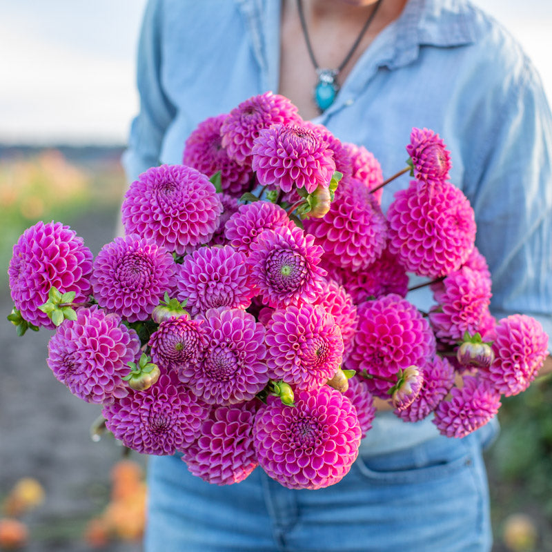 Floret-library-dahlia-nijinski