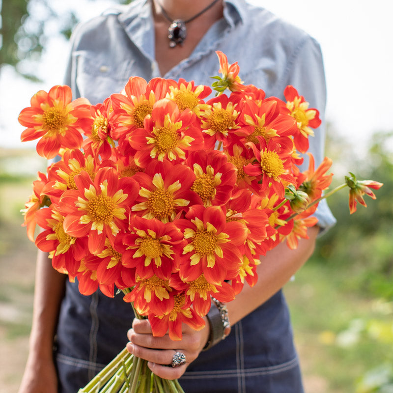 Dahlia Pooh – Floret Library