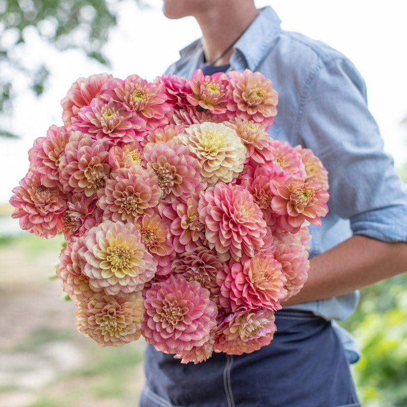 Dahlia Princess Elizabeth – Floret Library