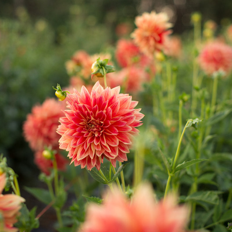 Dahlia Punkin Spice – Floret Library