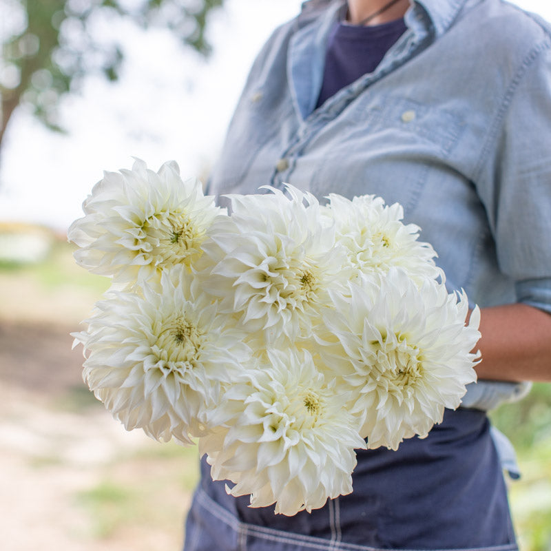 kris_flower Crazy 4 Jessie Dahlia Tubers – Petals In Bloom Flower Farm