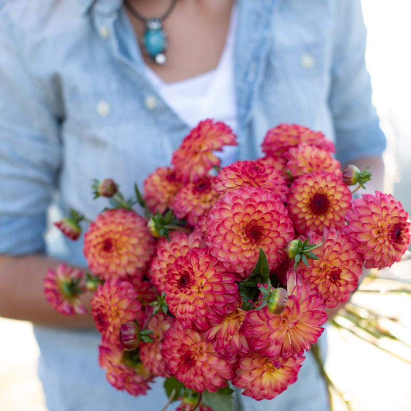 Dahlia Raz Ma Taz – Floret Library