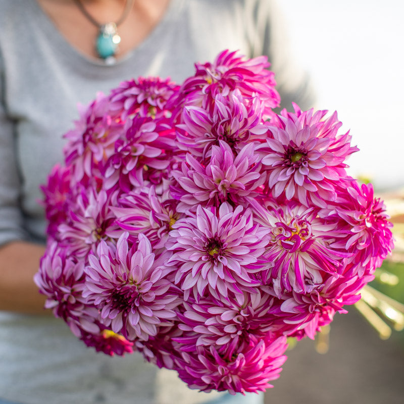 Floret-library-dahlia-rc-diane