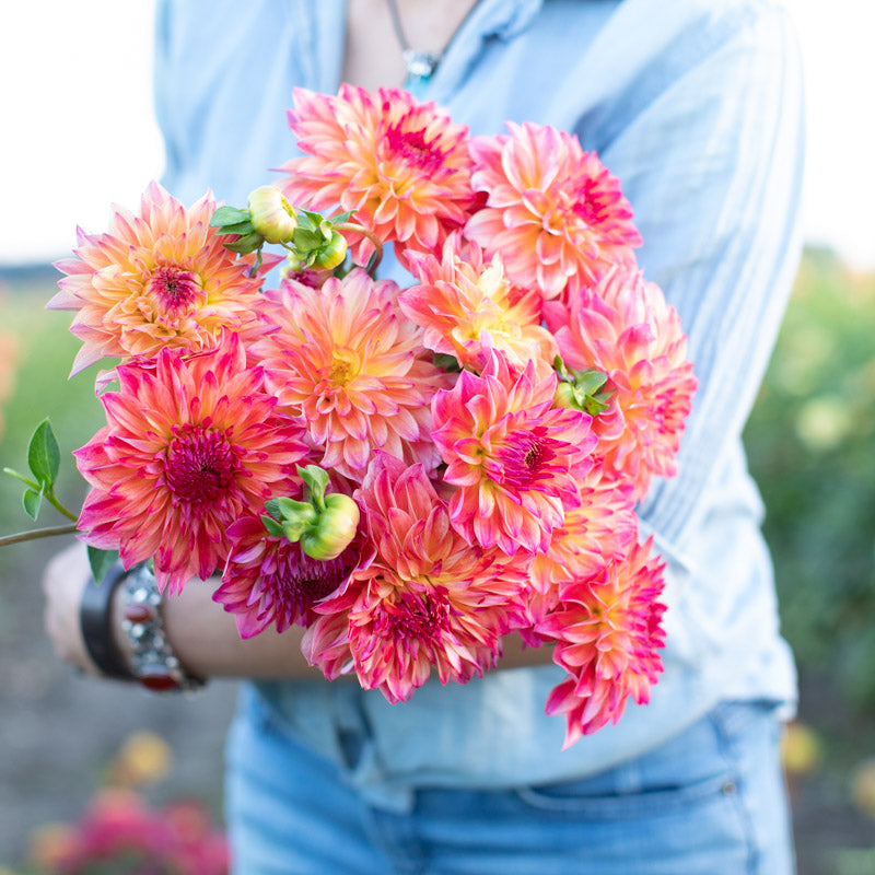 Floret-library-dahlia- Floret-library-dahlia-